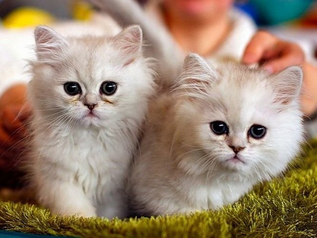 Породы кошек в Белореченске | ЗооТом портал о животных