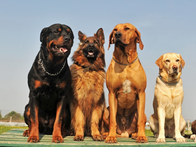 Крупные породы собак в Белореченске | ЗооТом портал о животных
