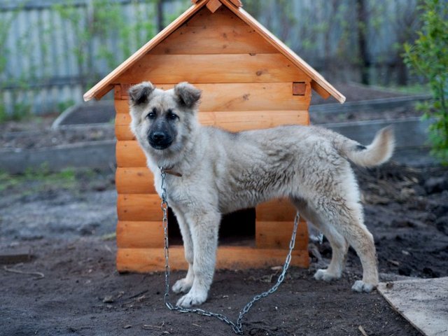 Все о собаках в Белореченске Все о собаках в Белореченске